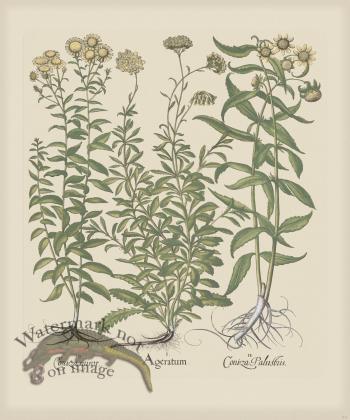 Besler 211 Colored  B2